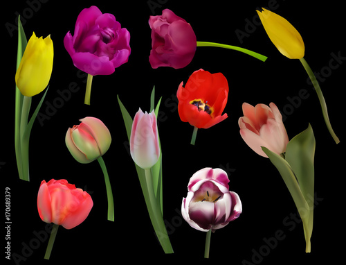 ten color tulip flowers on black