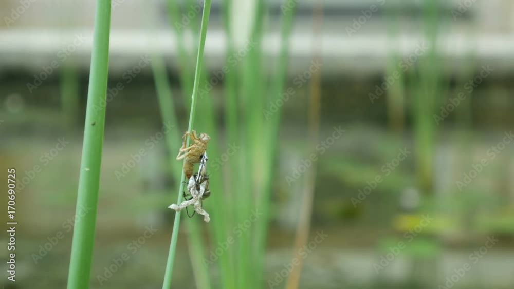 a dragonfly and exuvia case on the branch of aquatic plant a dragonfly and exuvia case on the branch of aquatic plant