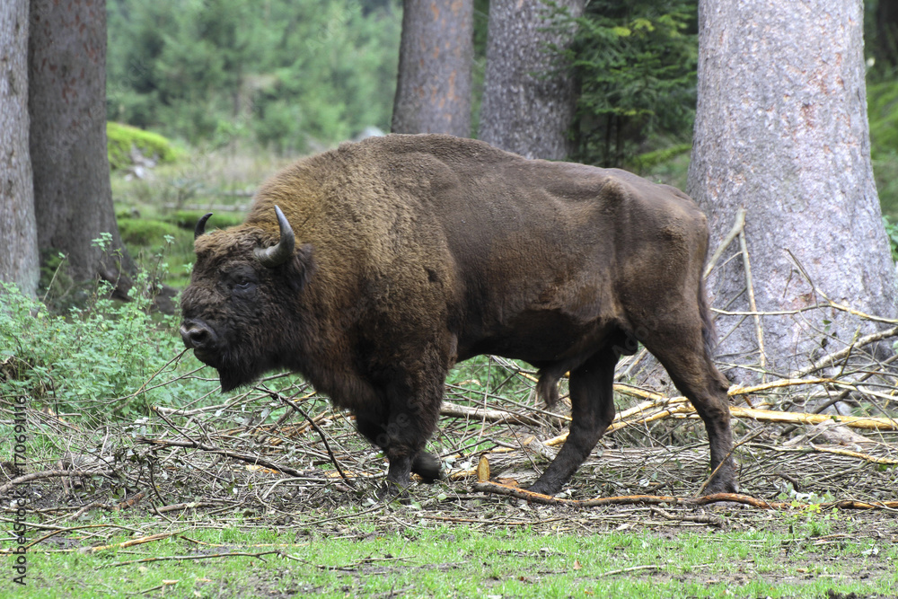 Wisent oder Europäische Bison (Bos bonasus) Wisent oder Europäische Bison (Bos bonasus)