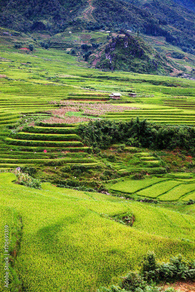 Fototapeta premium terraced green rice fields around Sa Pa, Vietnam