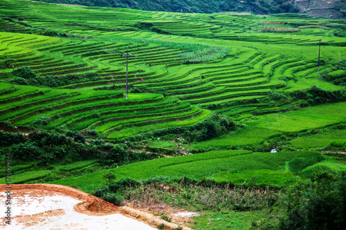 close up on bright green rice field, Sa Pa, Vietnam