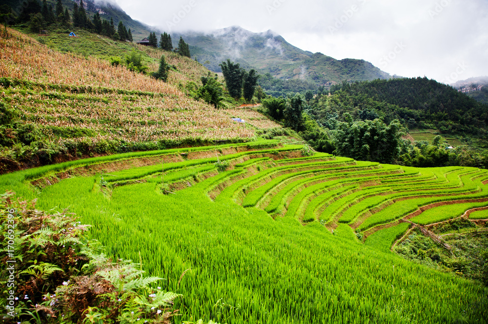 terraced green rice fields around Sa Pa, Vietnam terraced green rice fields around Sa Pa, Vietnam