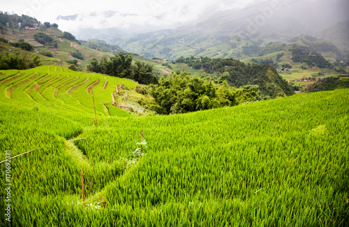 terraced green rice fields around Sa Pa, Vietnam