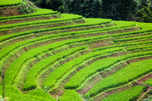close up on bright green rice field, Sa Pa, Vietnam