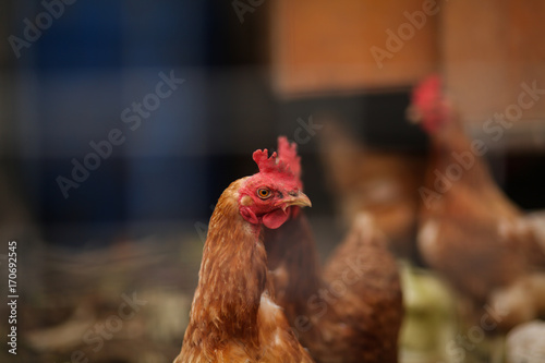 курица в курятнике © polukarovaanna