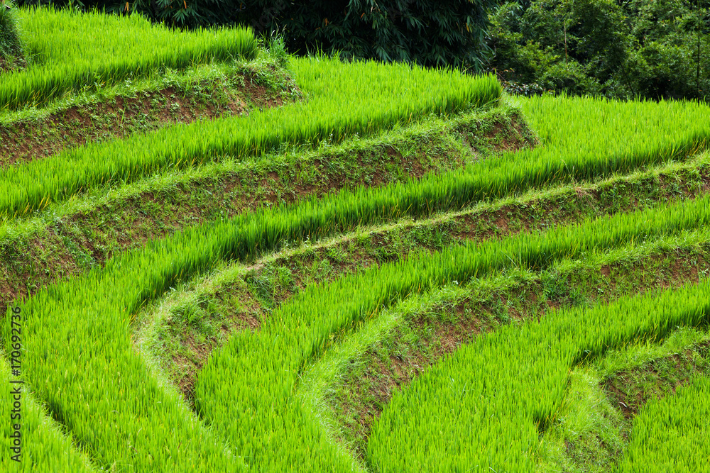 close up on bright green rice field, Sa Pa, Vietnam