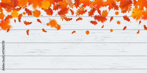 Autumn leaf fall or autumnal falling leaves on white wooden background. Vector orange foliage flying in wind motion blur. Maple, rowan or chestnut and poplar leaf pattern for autumn design