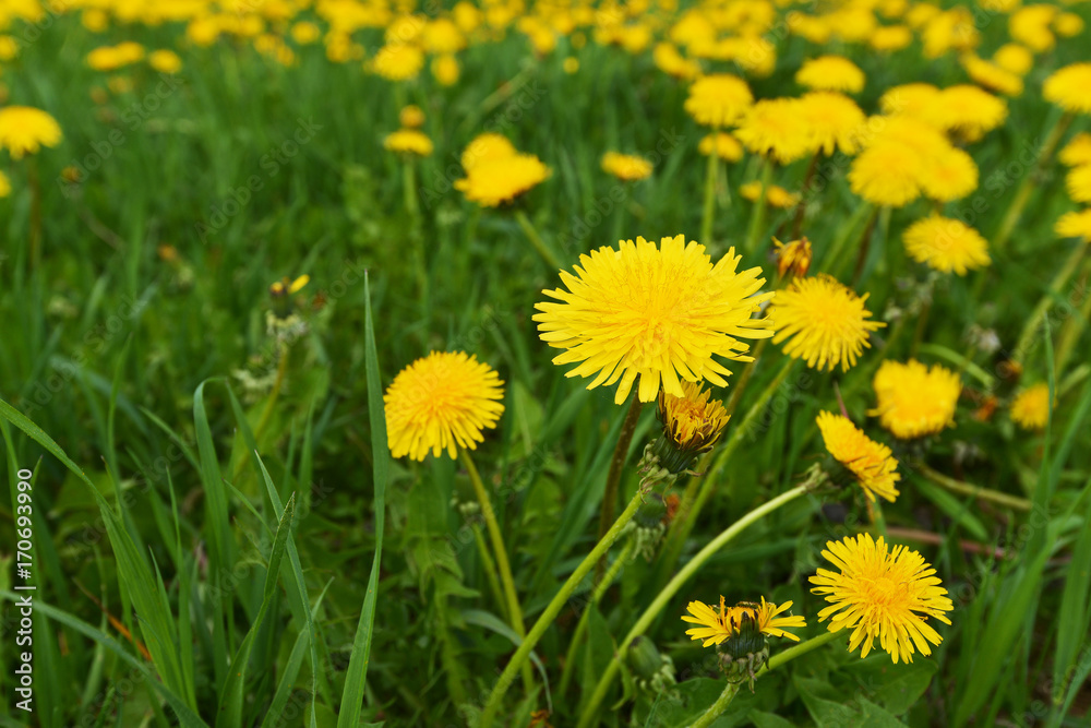 yellow dandelions yellow dandelions