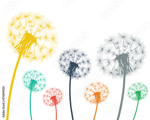 Multi-colored dandelions on a white background