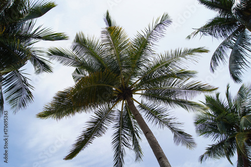High palm tree  view from below