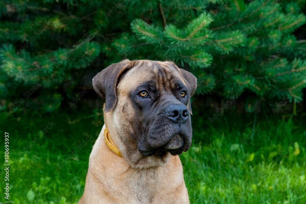 Closeup portrait of Little puppy (age five months)  of a rare breed of dog  South African Boerboel (South African Mastiff)