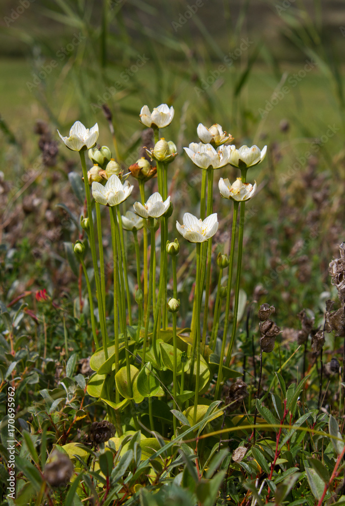Obraz premium White flowers of Marsh grass or Parnassia palustris