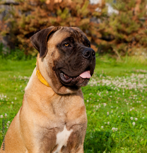 Closeup portrait of Little puppy (age five months)  of a rare breed of dog  South African Boerboel (South African Mastiff) © Estrellabuena