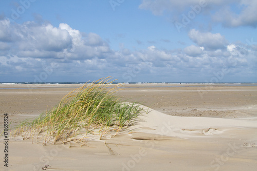 Tableau sur toile Sand Couch, forming an embryonic dune, the first stage of dune development