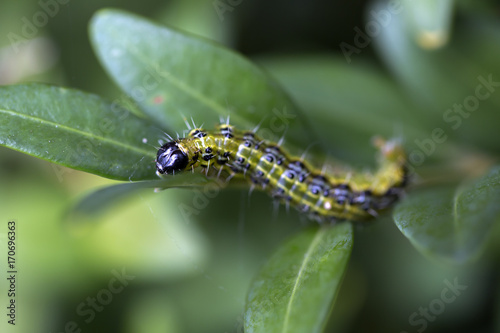 Caterpillar of Box tree moth (Cydalima perspectalis) on Boxwood © roelmeijer