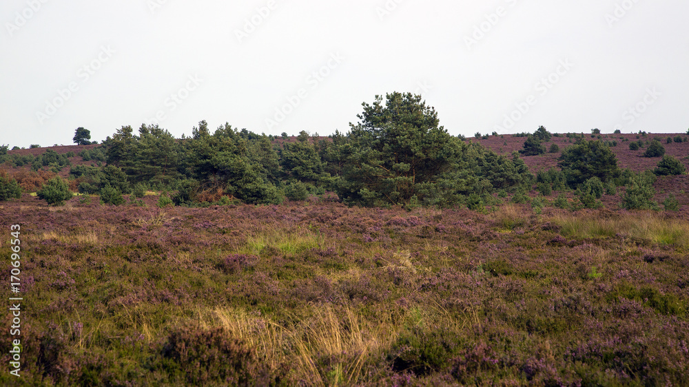 Heathland in Sallandse Heuvelrug National Park, Overijssel, Netherlands Heathland in Sallandse Heuvelrug National Park, Overijssel, Netherlands