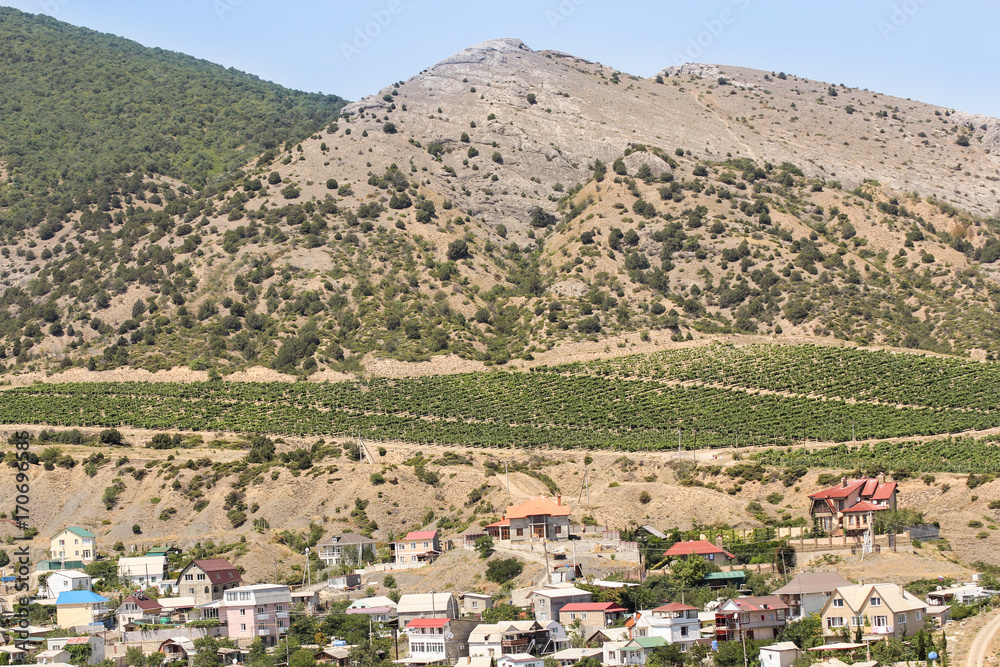 Vineyards under the mountain.