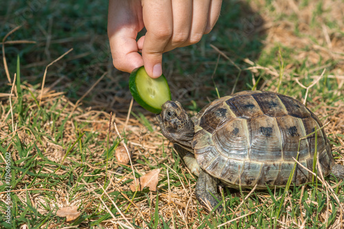 Feeding the turtle