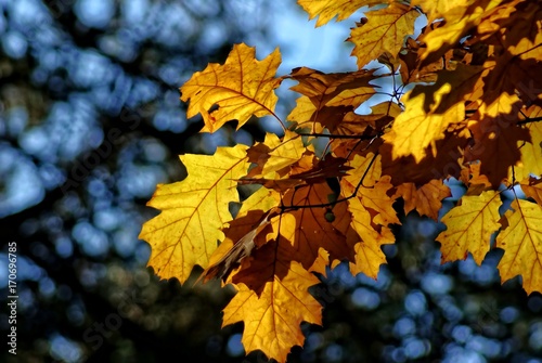 Blätter in der Herbstsonne