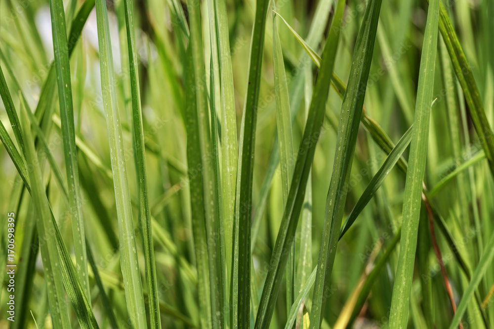 Close up of rice tree for background Close up of rice tree for background