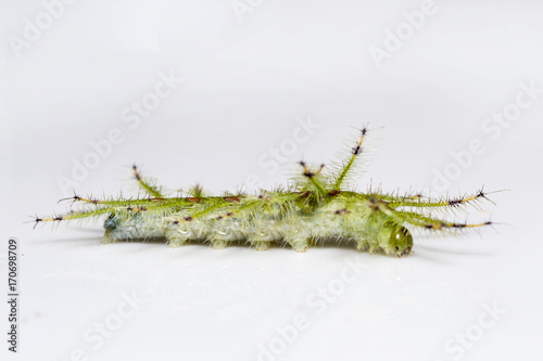 Caterpillar of the Common Gaudy Baron butterfly ( Euthalia lubentina ) photo