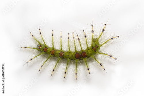 Caterpillar of the Common Gaudy Baron butterfly ( Euthalia lubentina ) photo