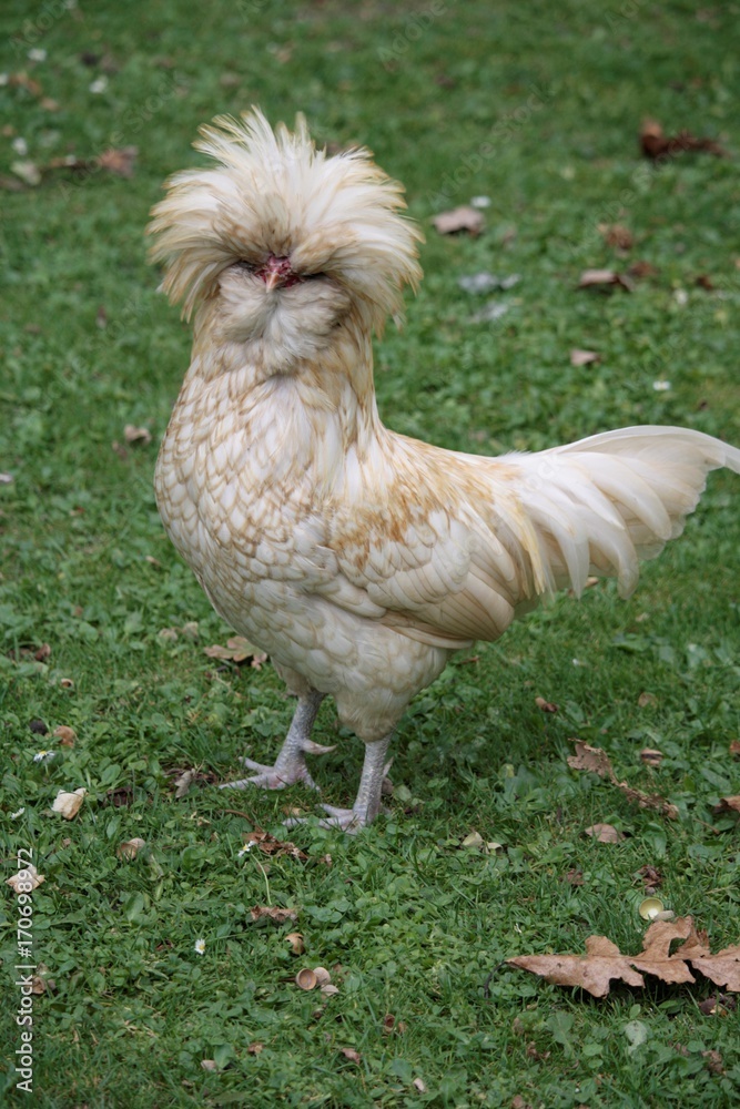 Fototapeta premium Poule