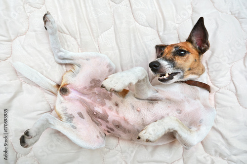 Pedigree dog fox terrier female lying belly up, playful