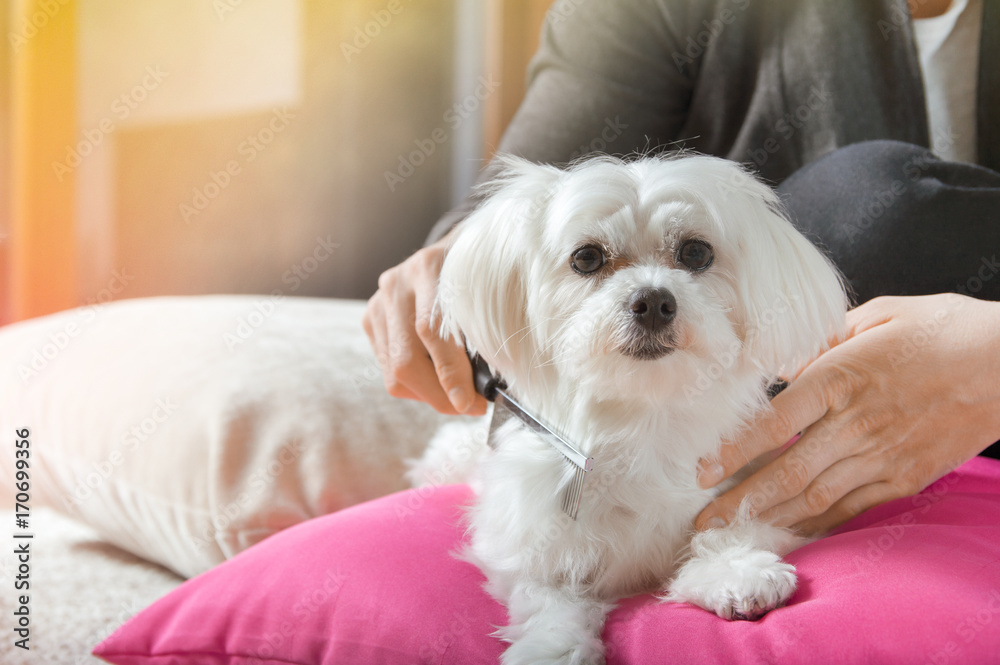 Woman brushes hair of her white maltese dog Woman brushes hair of her white maltese dog
