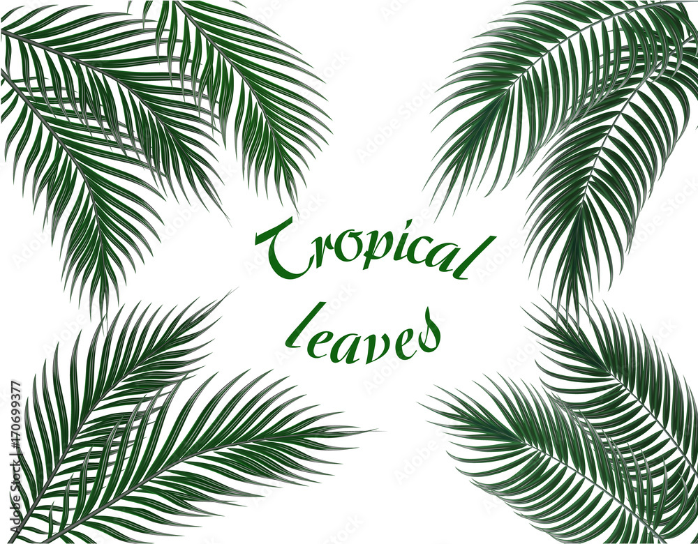 Tropical dark green palm leaves on four sides. Set. Inscription. illustration