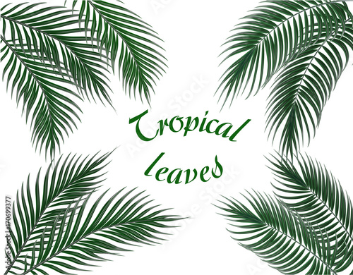Tropical dark green palm leaves on four sides. Set. Inscription. illustration