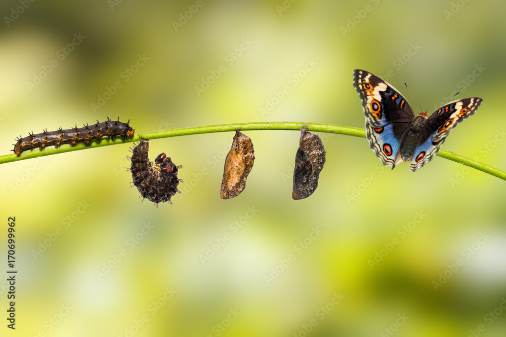 Naklejka premium Cykl życia męskiego niebieskiego motyla bratek (Junonia orithya Linnaeus) na gałązce