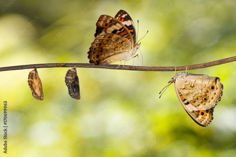 Obraz premium Transformation of blue pansy butterfly ( Junonia orithya Linnaeus ) on twig