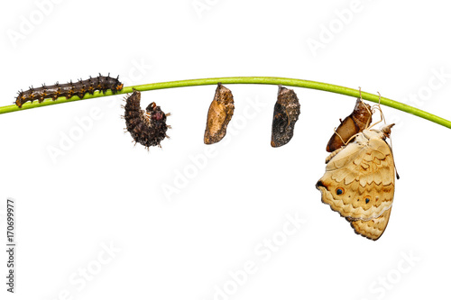 Isolated life cycle of female blue pansy butterfly ( Junonia orithya Linnaeus ) on twig