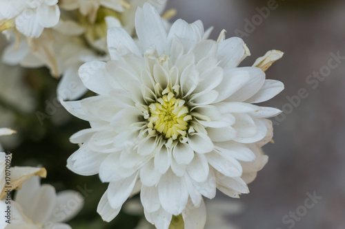White chrysanthemum close up, Macro Flower, close up