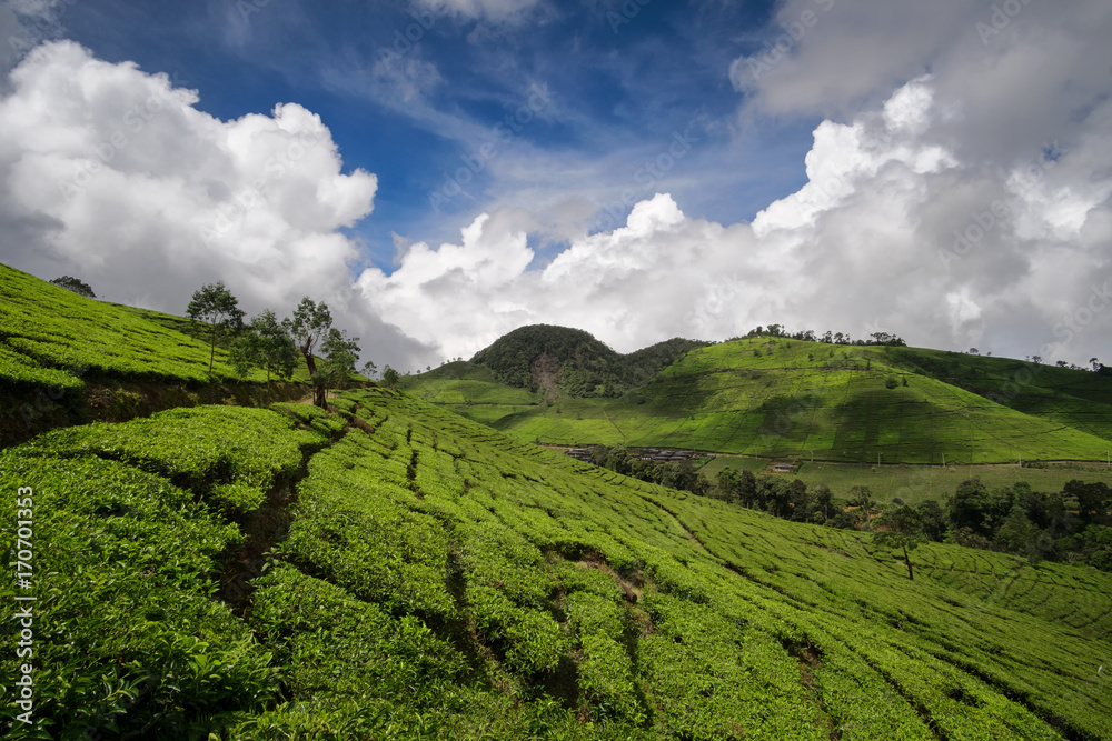 Tea plantations, scenic view with beautiful clouds, Bandung, West Java, Indonesia