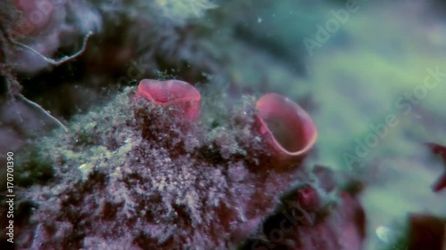 Ascidiacea ascidia Tunicata Urochordata underwater on seabed of White Sea. Unique macro video close up. Flowers of marine life in clean clear pure and transparent water in search of food. photo