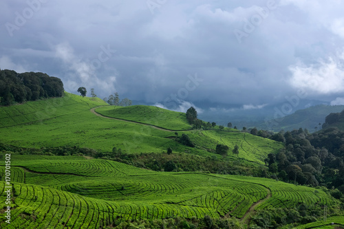 Tea plantation, scenic panoramic view, Bandung, West Java, Indonesia