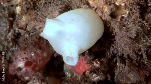 Ascidiacea ascidia Tunicata Urochordata underwater on seabed of White Sea. Unique macro video close up. Flowers of marine life in clean clear pure and transparent water in search of food. photo