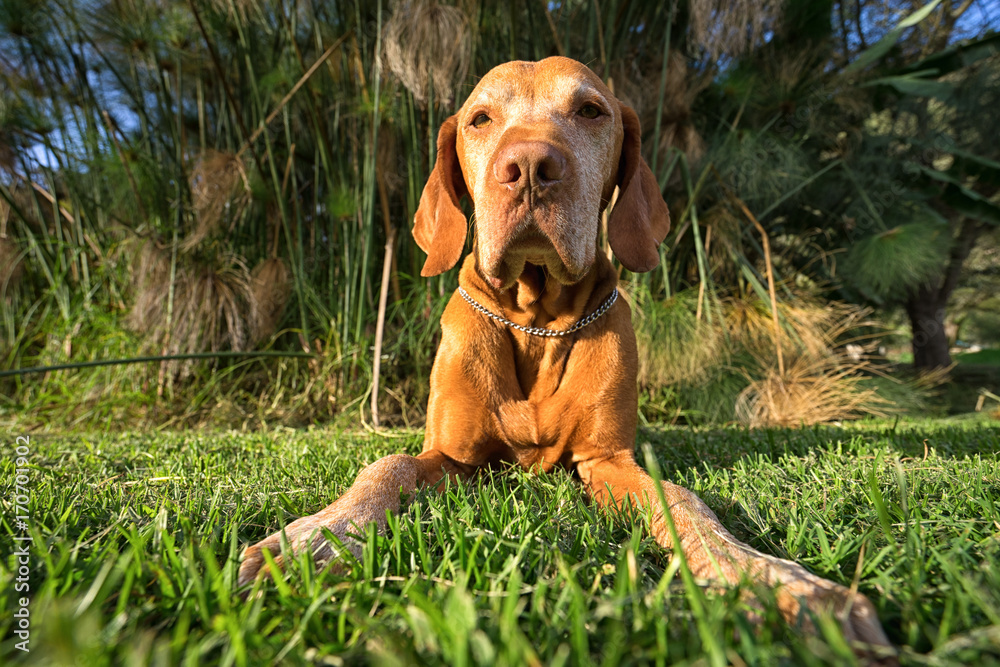 Φωτογραφία golden vizsla dog laying in grass