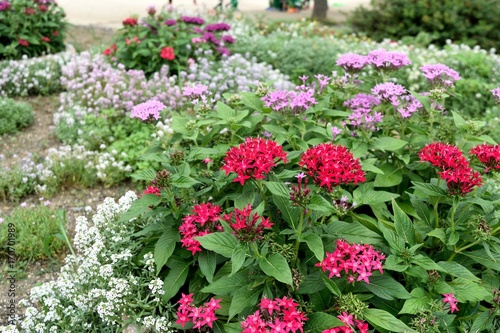 Wallpaper Mural ペンタス Torontodigital.ca