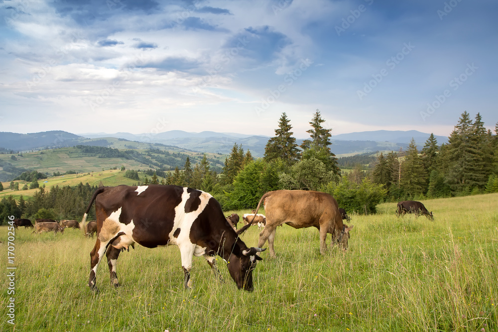 A herd of cows grazing in a grassland in a mountainous area