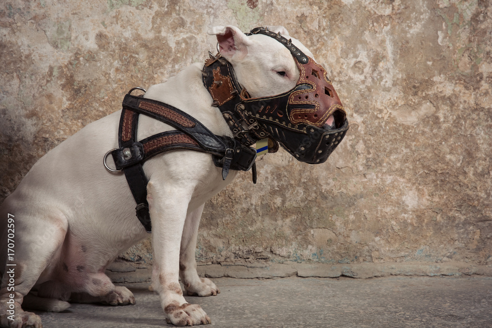 Bull terrier muzzle australia best sale