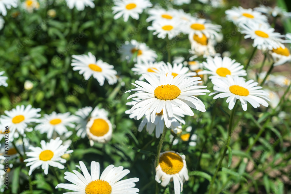 Wild chamomiles on a meadow