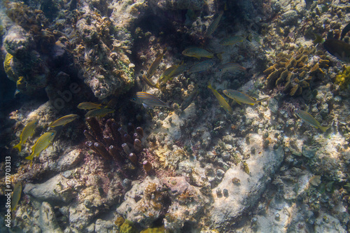 Overview of a coral reef