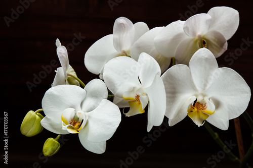 Flowers white orchids on a black background