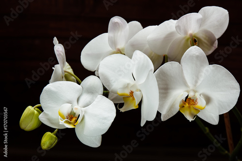Fototapeta Naklejka Na Ścianę i Meble -  Flowers white orchids on a black background