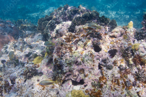 Dying coral reef