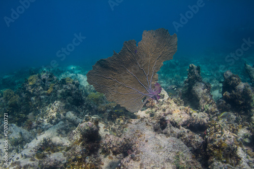 Big coral fan