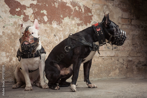 Two dogs: black american pit bull and white bull terier in muzzles seatting over scraped wall background